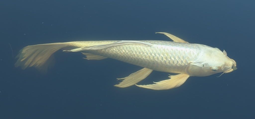 Varicolored Carp with Long Fin